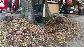 鹿躺落葉堆取暖　網友：怎麼鑽進去的