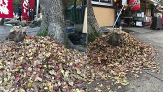 鹿躺落葉堆取暖　網驚：怎鑽進去的？