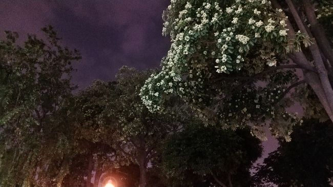 港都夜晚飄臭味　原來是黑板樹開花