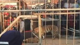 馬戲團,老虎,激怒,籠子,違規,黑熊,猛獸,大陸,山西,臨汾,表演,挑釁　圖／翻攝自新京報