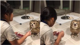 冷酷雕鴞淡定吃肉　下一秒...擠出「顏文字」表情：太好吃啦！