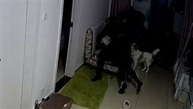 女主人在家遭搶匪持刀闖入，一旁小白狗意外成焦點。（圖／翻攝揚子晚報）