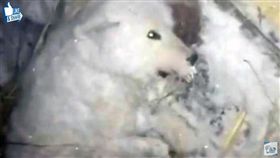 俄羅斯,狗,虐狗,狗被凍死（圖／翻攝影YouTube）