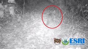 石虎,彰化,八卦山 圖／臉書石虎保育大使 阿虎加油