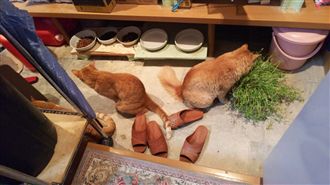 「柴柴」突轉身　網友笑翻：誤會大了