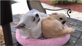 吉娃娃,窩窩,地盤,毛小孩,狗,咳痰　圖／翻攝自ig