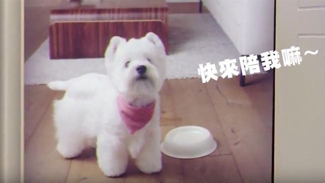 融化人心！毛小孩等你回家歡聚