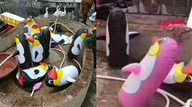 龜山動物園,企鵝,充氣,山寨　圖／翻攝自微博