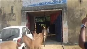 影／千萬小樹苗遭狂啃吞食　印警氣撲撲火大關押8頭笨驢
圖／翻攝自NDTV YouTube
https://www.youtube.com/watch?v=ArS4t0XqvoA