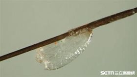 頭蝨卵孵化後留下透明卵殼（圖／台北市衛生局提供）