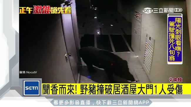 進擊的野豬！闖入居酒屋桌椅全噴飛