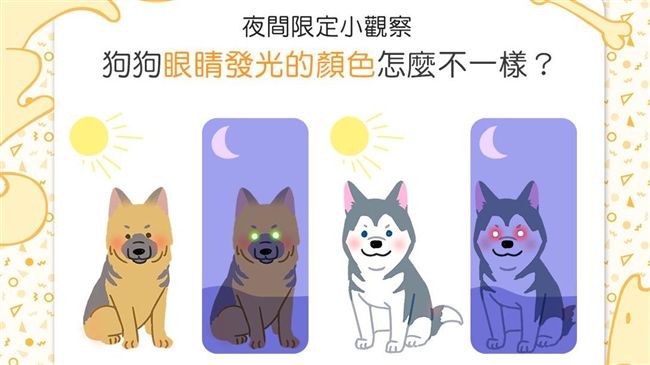 長知識！狗狗眼睛「發光」還分2顏色