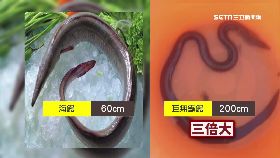 兩公尺鰻魚1200