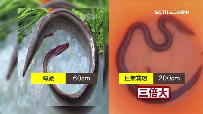 雲嘉南連震效應？七股捕獲深海大海鰻