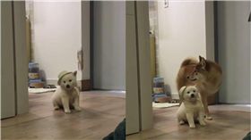 毛孩,汪星人,柴犬,柴柴,帽子,草帽 　圖／翻攝ｉｇ