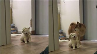 飼主幫白柴戴草帽　柴姐竟認不出來