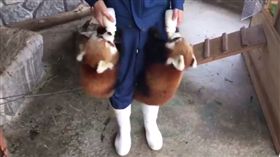 放飯時間到！小貓熊同步飛撲飼育員　抱奶瓶狂吸萌暈網友