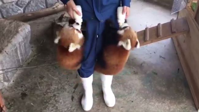 小熊貓飛撲飼育員　抱住大腿狂吸奶