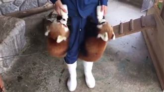 小熊貓飛撲飼育員　抱住大腿狂吸奶