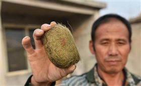 豬寶,結石,大陸,山東,母豬,價值,鑑定,農民,千萬富翁,一夕致富,養豬戶／微博