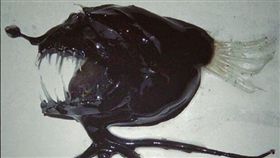 俄羅斯,北極海,深海,獵奇,魚,捕魚,漁夫　圖／翻攝自IG