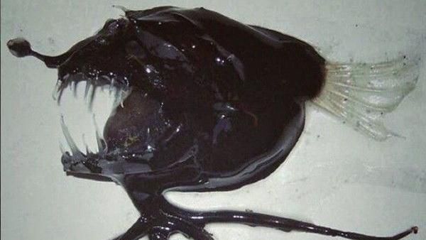 漁夫探索北極海　竟捕到深海外星魚！
