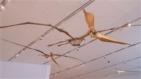 新疆戈壁發現200顆翼龍蛋　全球首度驚見立體胚胎化石
翼龍
圖／翻攝自維基百科