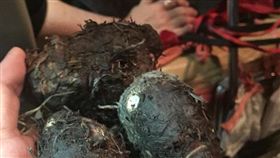 阿婆吃力搬重物想搭公車　她超暖幫忙收到芋頭：吃起來QQ(圖/翻攝自爆廢公社)