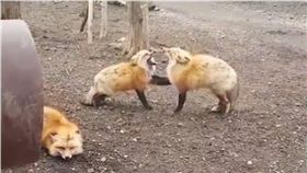 狐狸,吵架,嘶吼,咆嘯　圖／翻攝自臉書