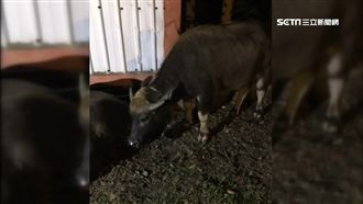 影／3頭水牛逛大街　2車直撞超驚險