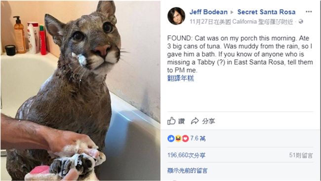 走失貓咪耍萌給洗澡　網驚：是獅子！
