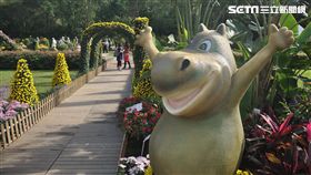 菊花展,士林官邸,菊展,公園處,馬達加斯加,菊花,植栽