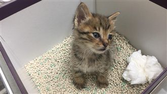 主人注意！貓咪也會罹患「愛滋病」