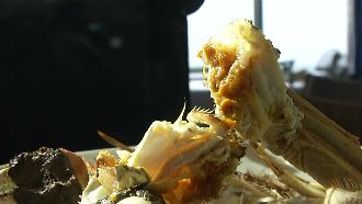 重陽過後品大閘蟹　白黃蟹膏各半最讚