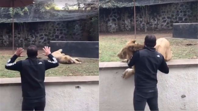 獅子見恩人太嗨！滑倒竟找人討抱抱