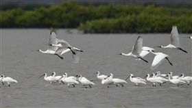 度冬黑琵連年增　保育團體推保育輕旅行台南市生態保育學會理事長邱仁武27日表示，到台灣度冬的黑面琵鷺（圖）數量連續3年突破2000隻，大多棲息在台南、嘉義沿海一帶，希望藉由舉辦親子輕旅行活動，讓民眾更了解黑面琵鷺生態保育，也能推動生態旅遊發展。（台南市生態保育學會提供）中央社記者楊思瑞台南傳真　106年11月27日