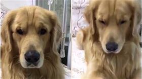 毛孩,黃金獵犬,阿金,狗,醜八怪　圖／翻攝自臉書