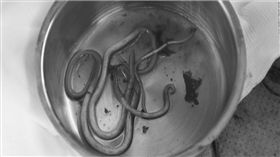 -寄生蟲-圖／截取自YouTube