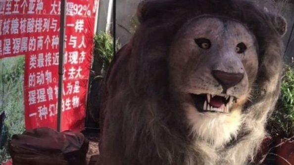 獅子長好怪…這間動物園只有雞是真的