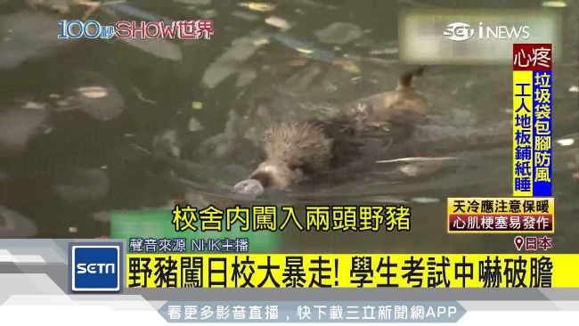野豬闖學校大暴走　學生考試中嚇破膽