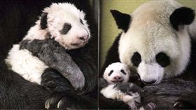 熊貓,Beauval zoo,歡歡,圓夢,圓仔,Yuan Meng,人工受孕,大陸,Brigitte Macron,總統,夫人　組合圖／翻攝自微博 https://goo.gl/PDddU8