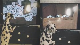 大麥町,狗,毛孩,電視,101忠狗　圖／翻攝自ig