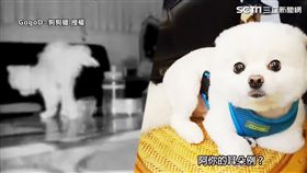 博美犬圓仔偷尿尿