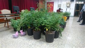 新北市,八里,下罟子,毒品,大麻,大麻工廠,大麻大師