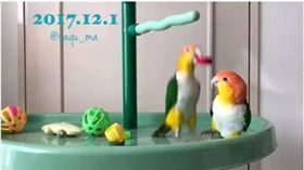 鸚鵡,瓶蓋,打鬧,屁孩,鳥　圖／翻攝自推特