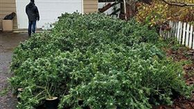 美國,掃毒,大麻,Grays Harbor,緝毒,黑市　圖／翻攝自KOMO NEWS