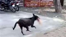 印度,中央邦,流浪狗在醫院叼走嬰屍。（圖／翻攝自推特）