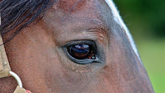 55萬購馬無法騎？　馬術選手遭求償