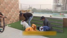 印度豪狗店1100.