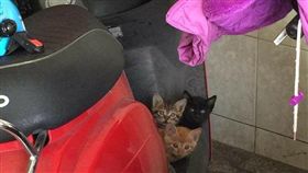 機車上出現3位「不速之客」　車主不氣想收編回家
臉書「爆廢公社」